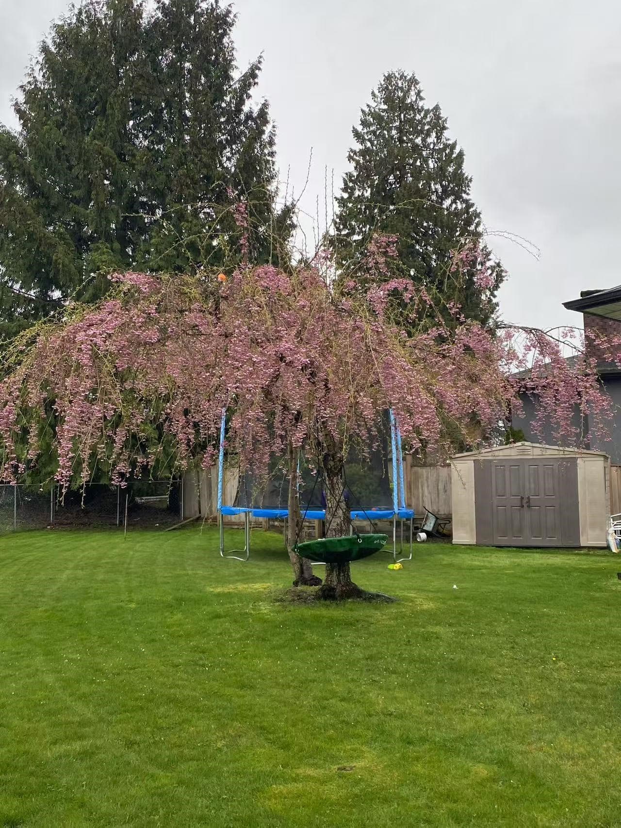 14920 Kew Drive, Surrey, V3R 4Y2 — photo 4