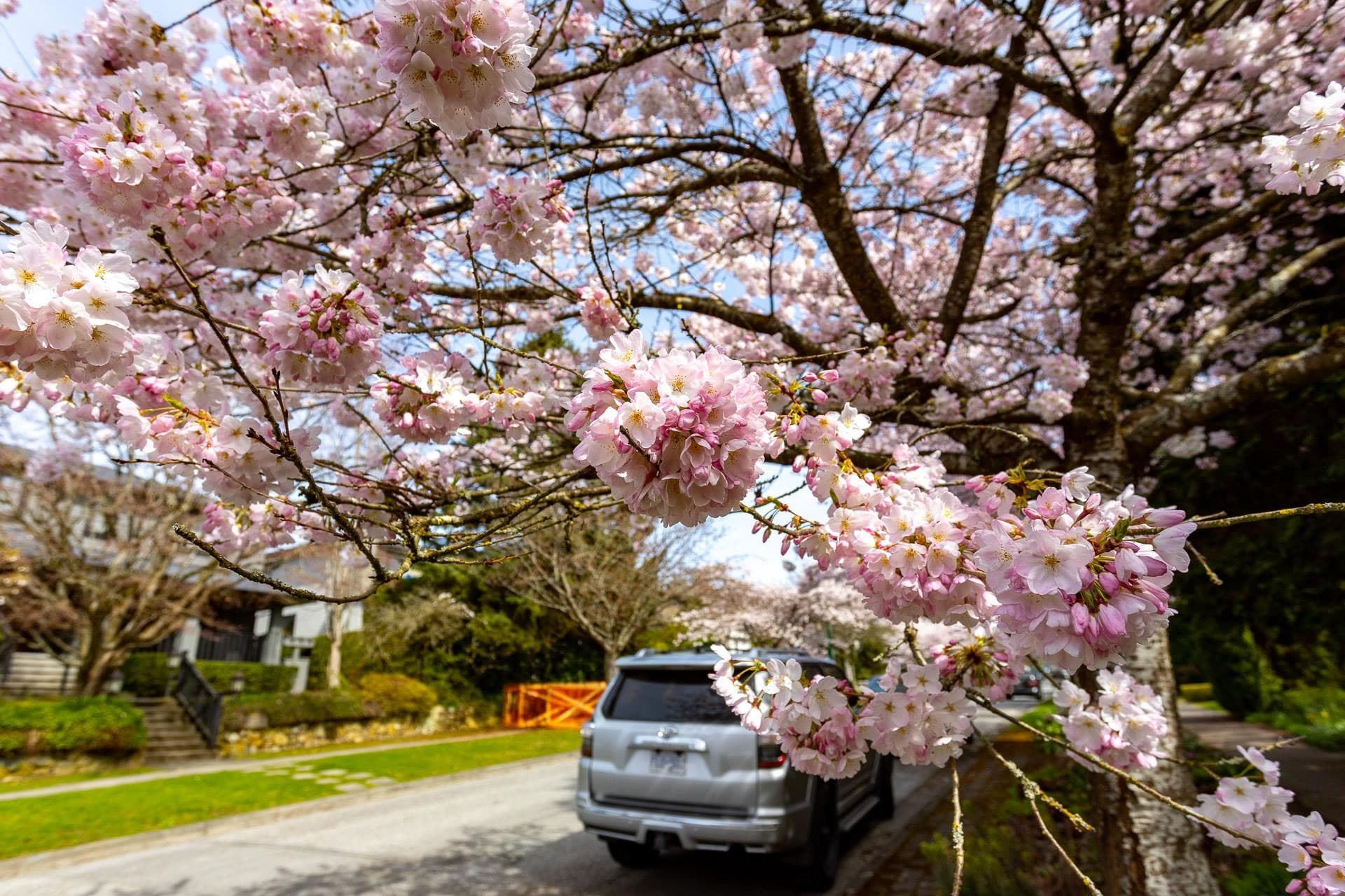 3168 W 44th Avenue, Vancouver