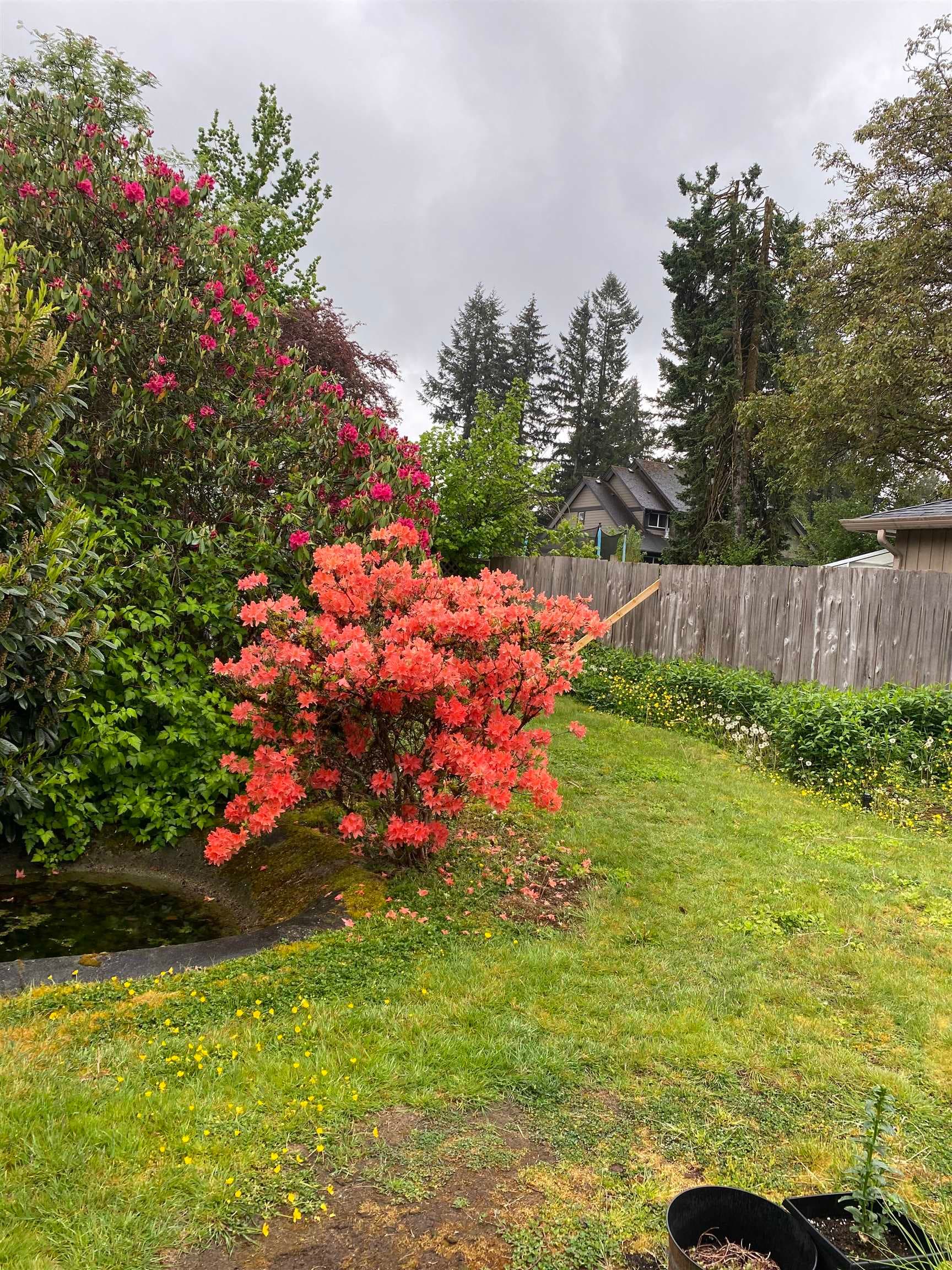 12213 218 Street, Maple Ridge, V2X 5M4 — photo 4