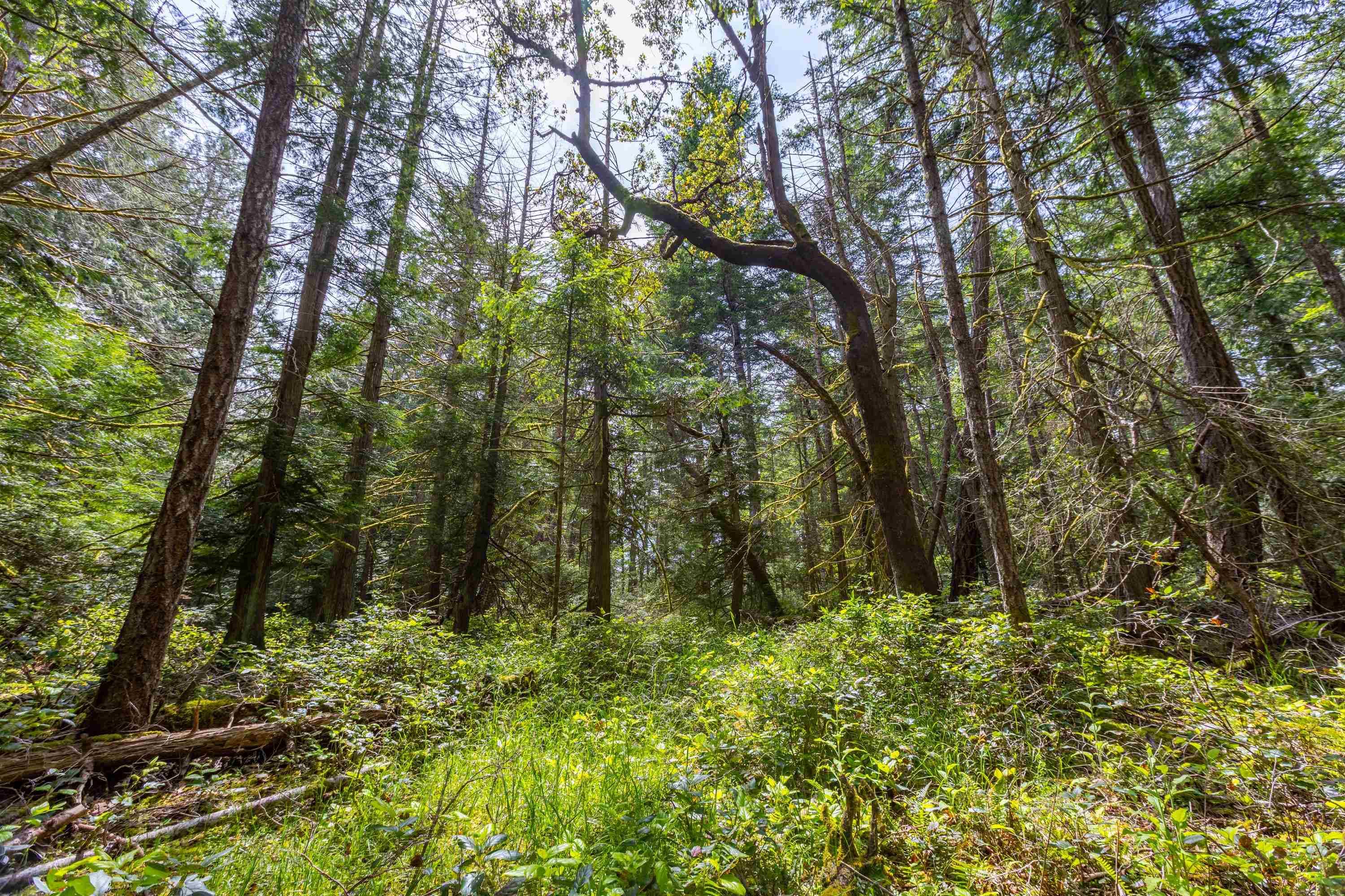 320 Orca View Lane, Galiano Island, V0N 1P0 — photo 5
