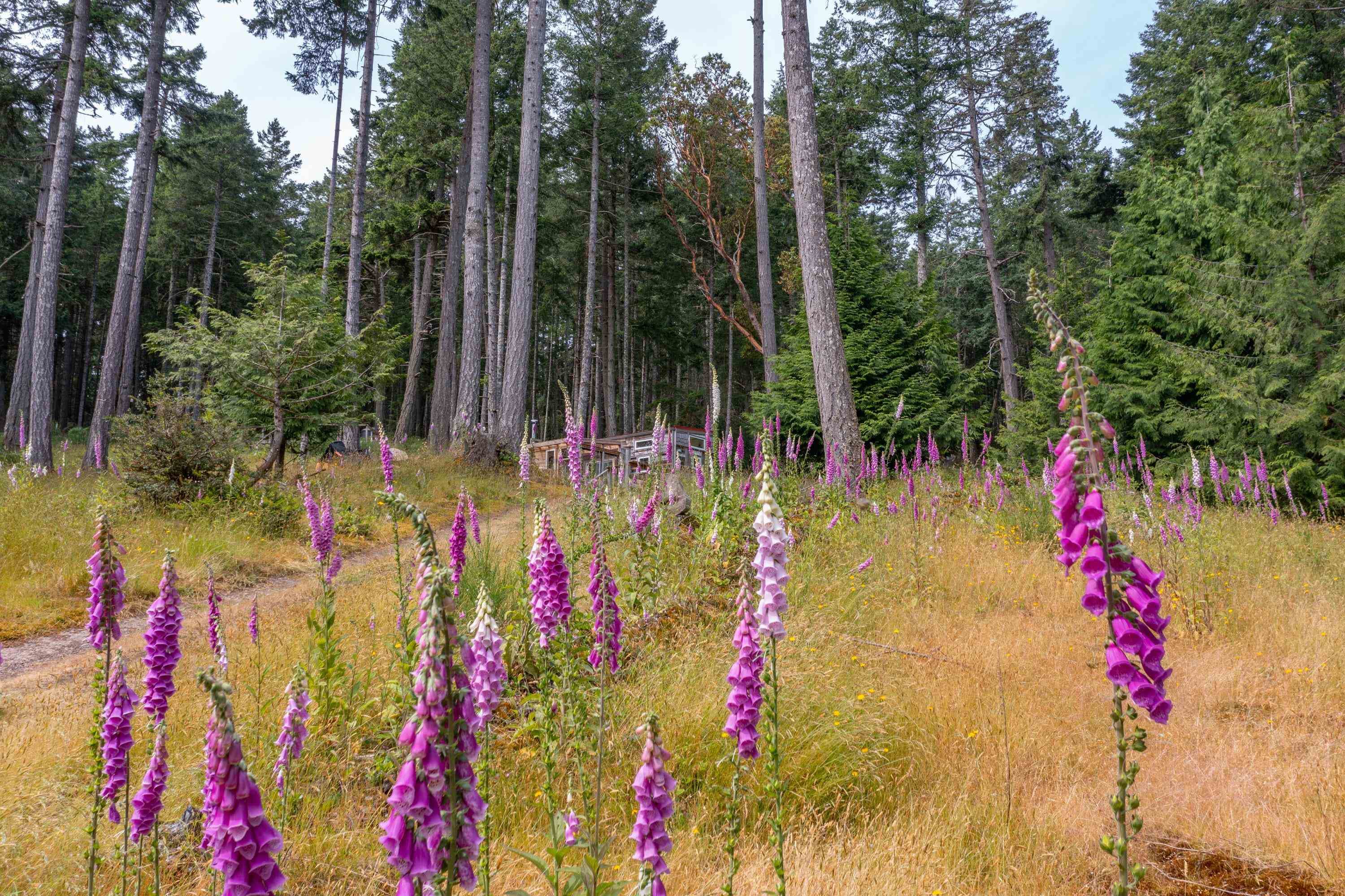 1-861 E Bluff Road, Galiano Island, V0N 1P0 — photo 4