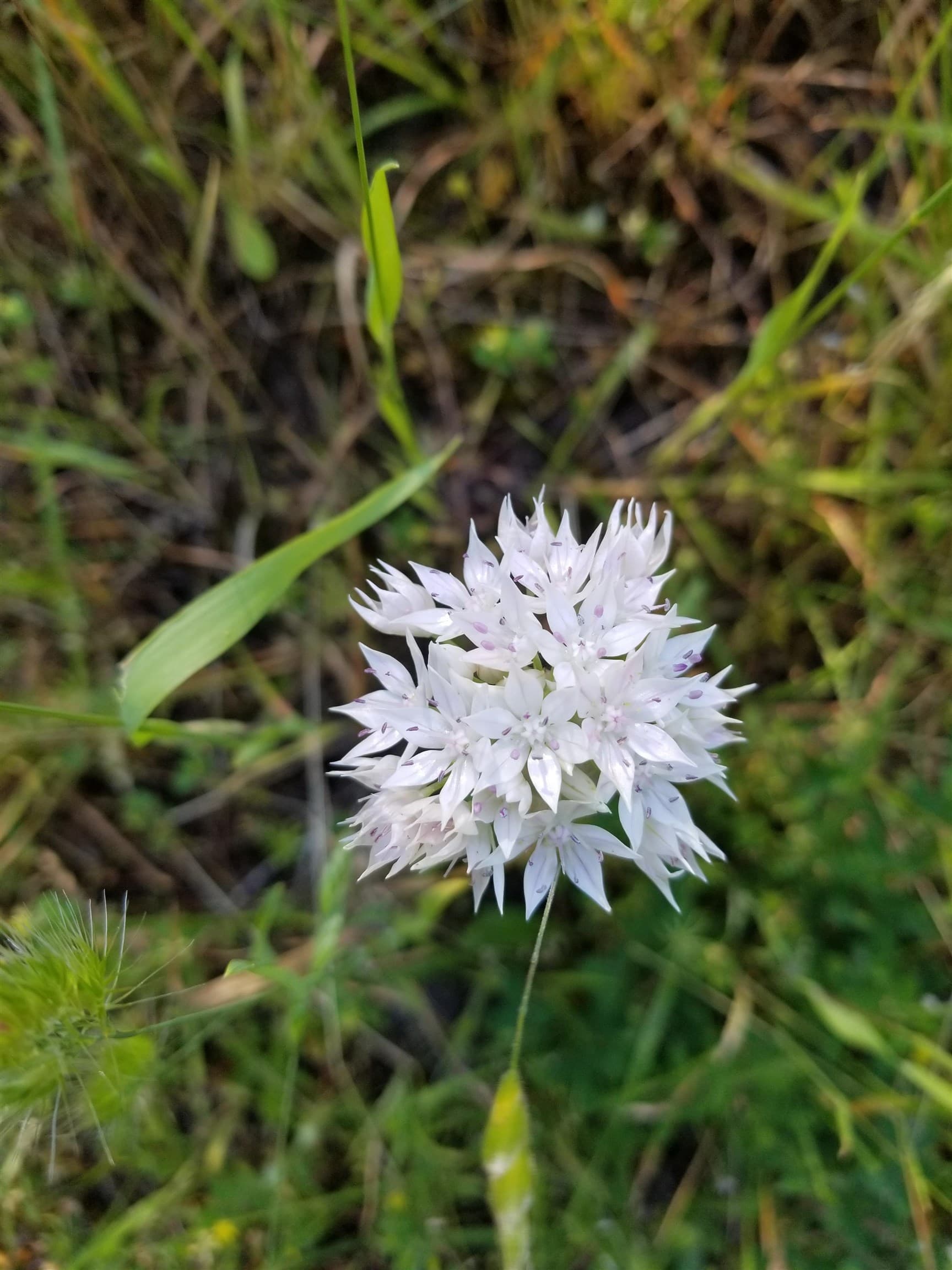 LOT A Lord Road, Galiano Island, V0N 1P0 — photo 3