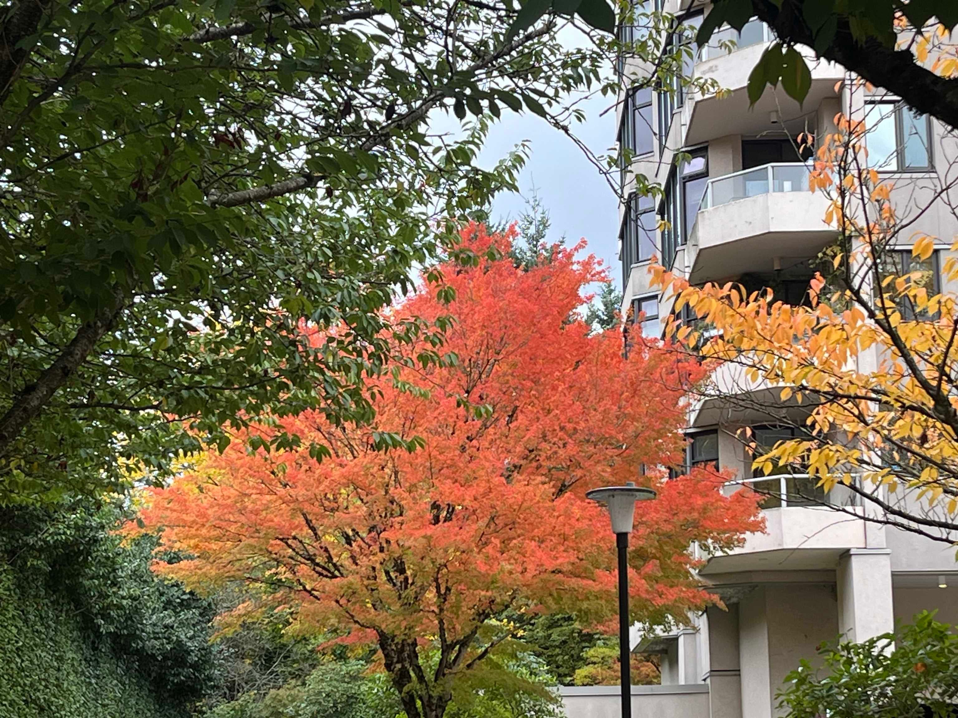 503 - 7321 Halifax Street, Burnaby