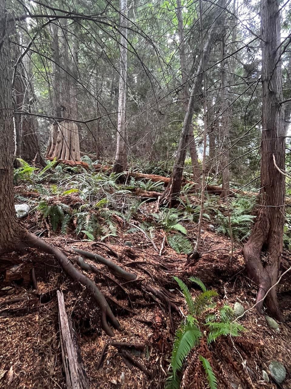 Lot 34 Deerhorn Drive, Sechelt, V7Z 0E1 — photo 3