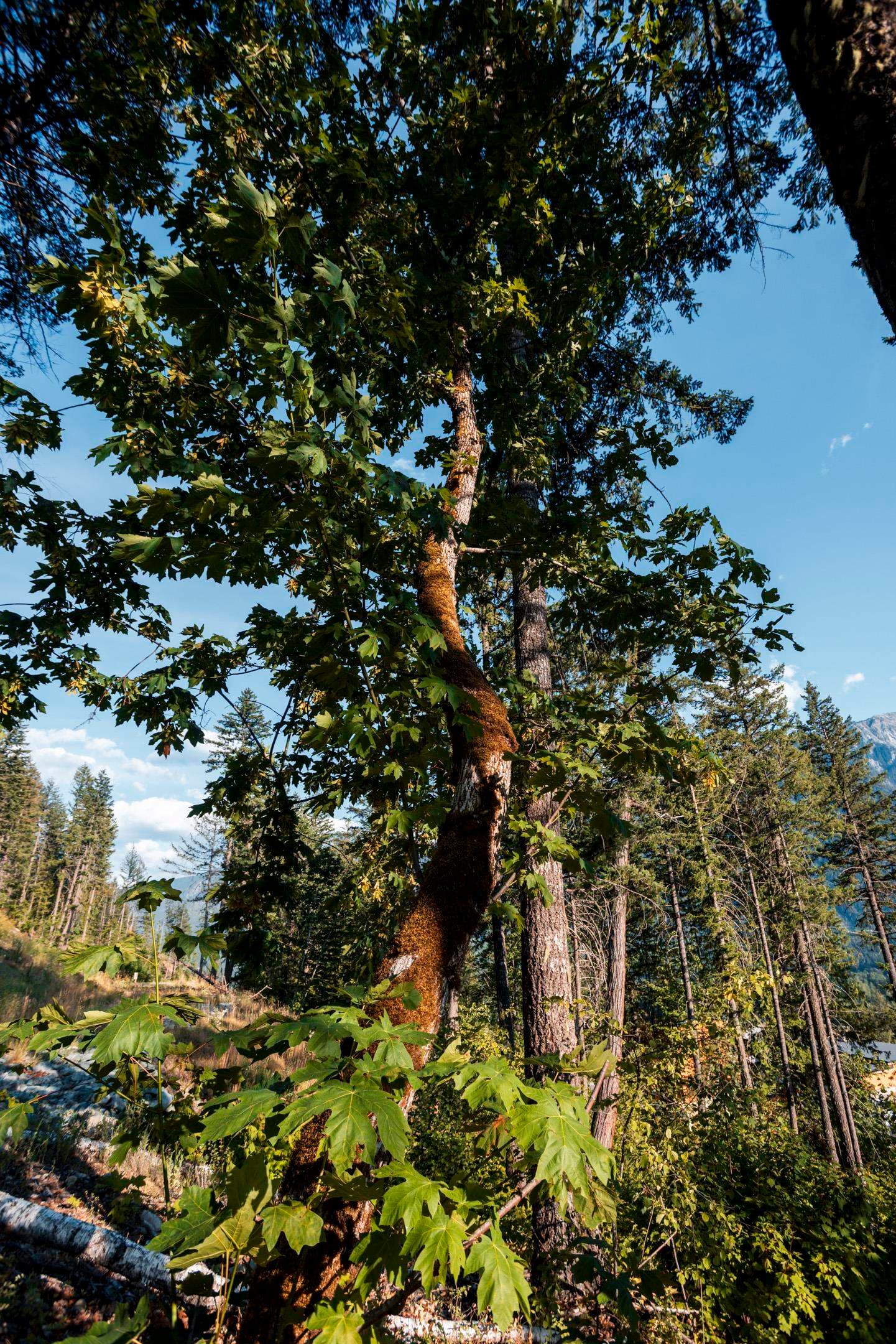 9000 Sun God Mountain Way, Pemberton, V0N 2L3 — photo 4