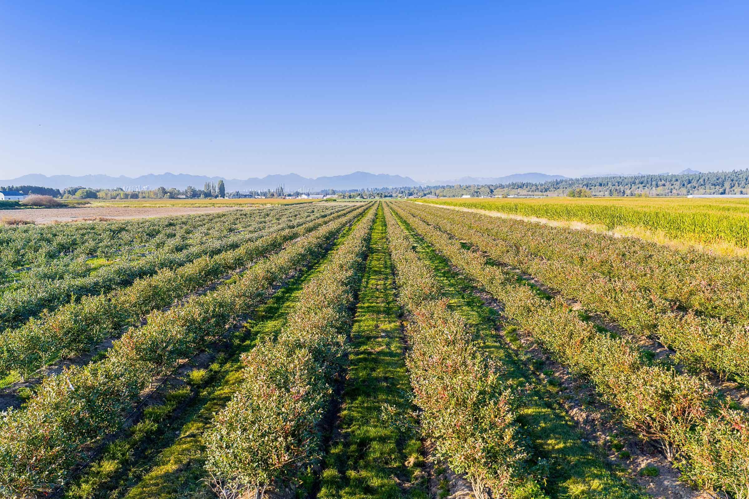10677 Ladner Trunk Road, Delta