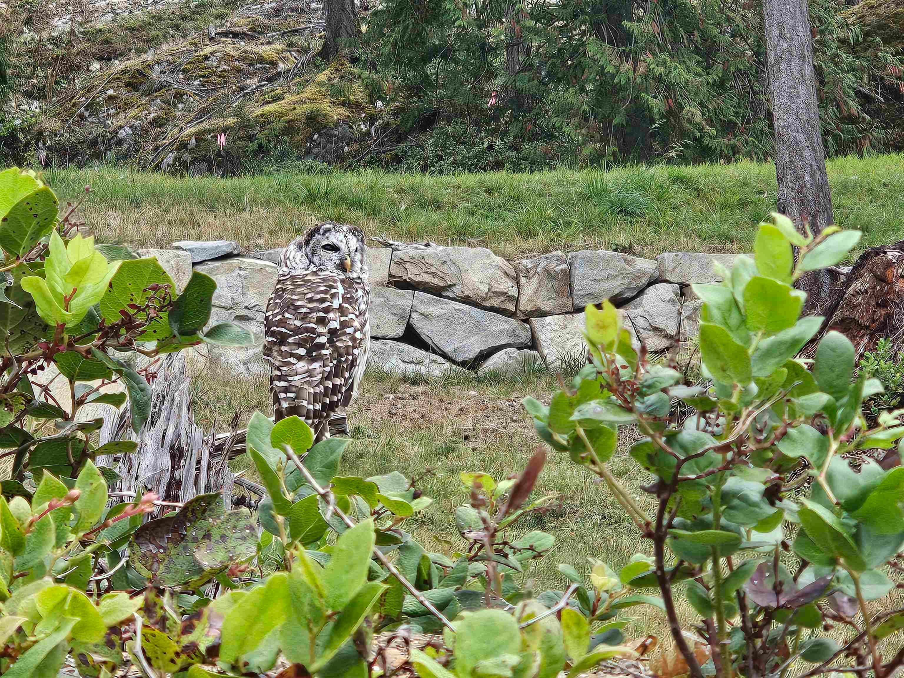 Lot 6 Innisfree Lane, Bowen Island, V0N 1G2 — photo 3