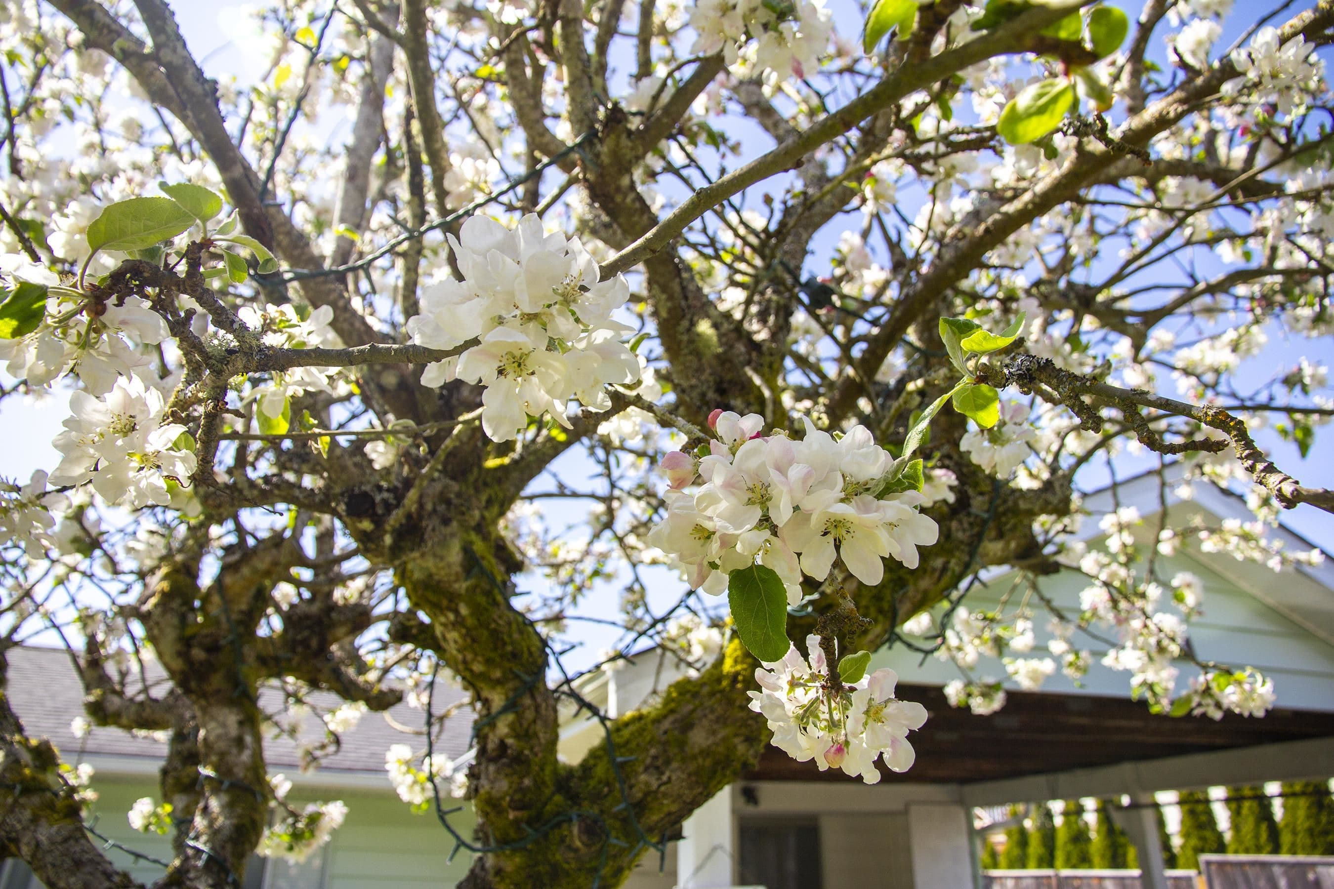 4781 Laurel Avenue, Sechelt, V7Z 0B4 — photo 5