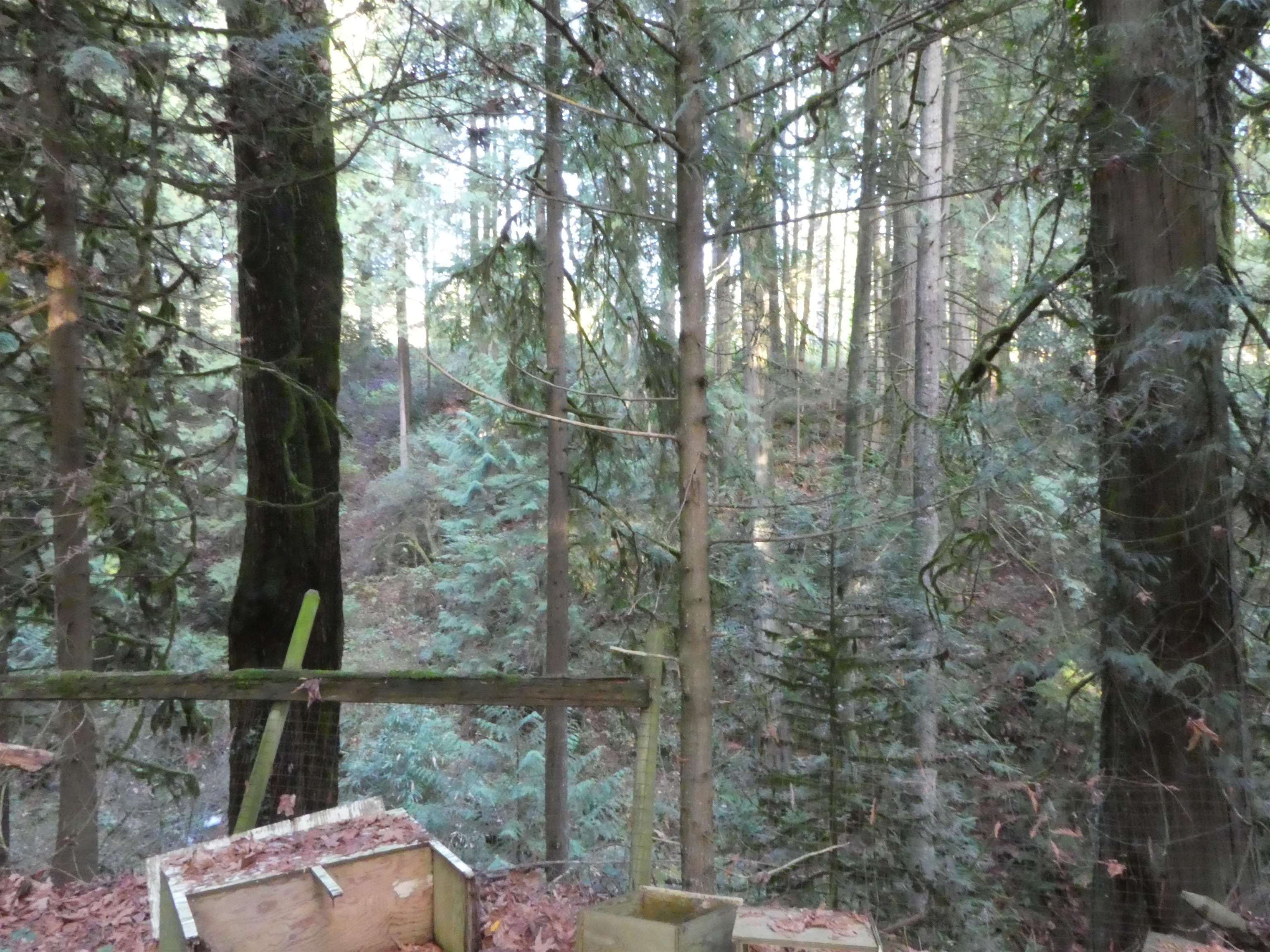 14042 232 Street, Maple Ridge, V4R 2G5 — photo 4