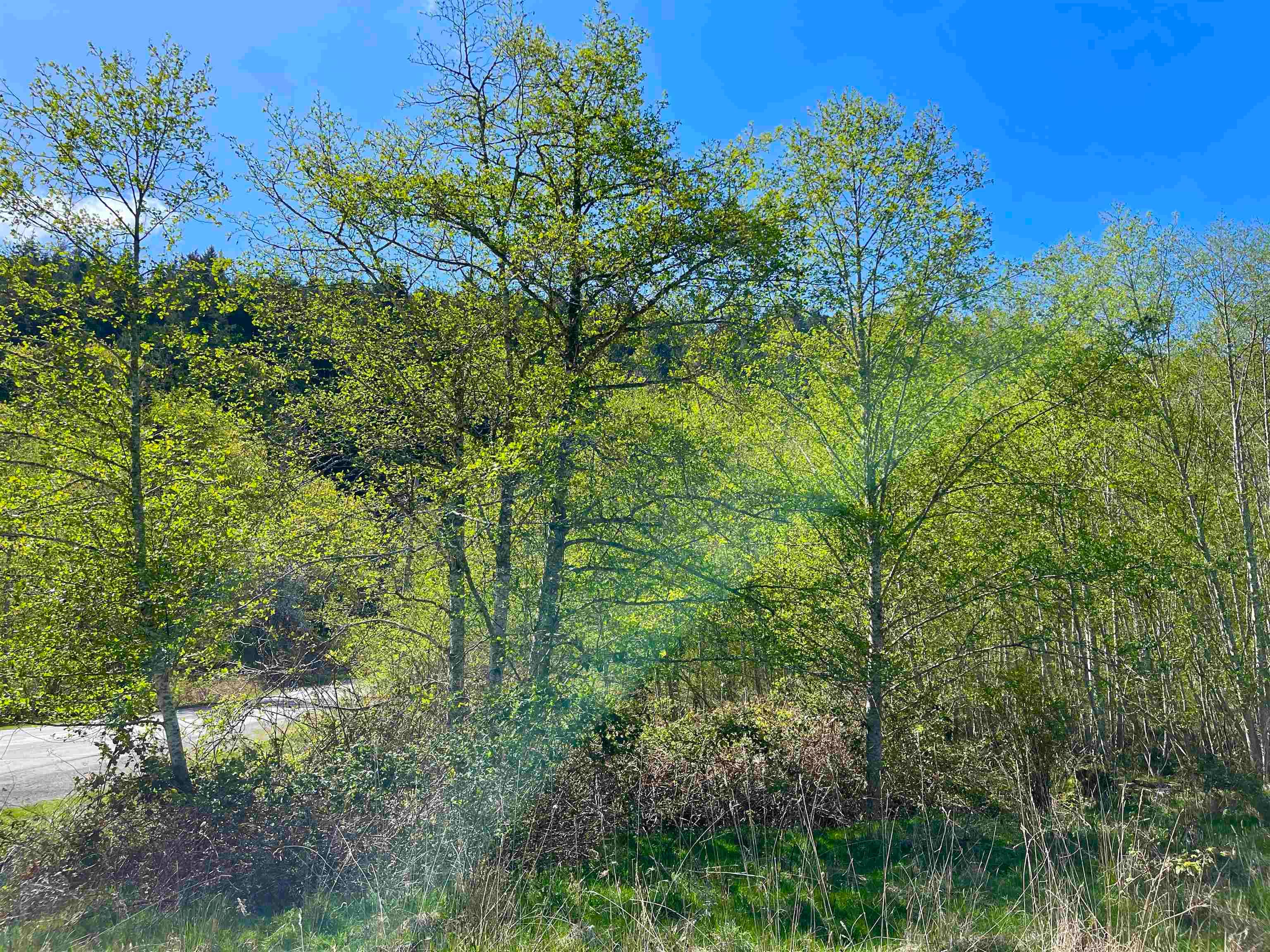 105 Sunset Boulevard, Saturna Island, V0N 2Y0 — photo 5
