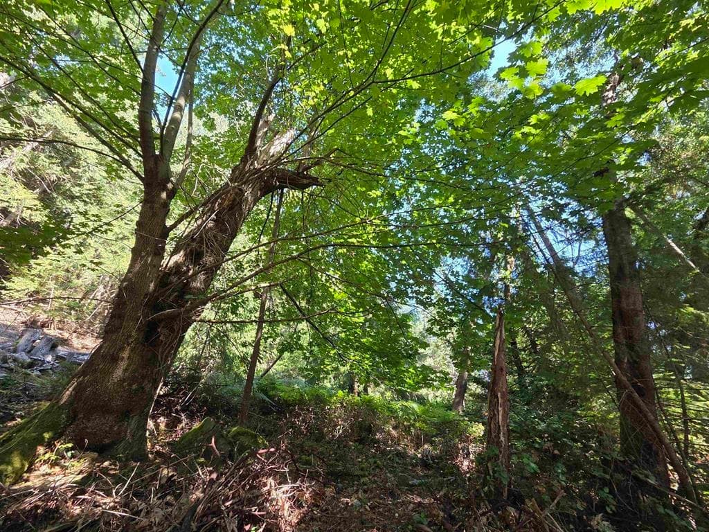 488 Letour Road, Mayne Island, V0N 2J2 — photo 5