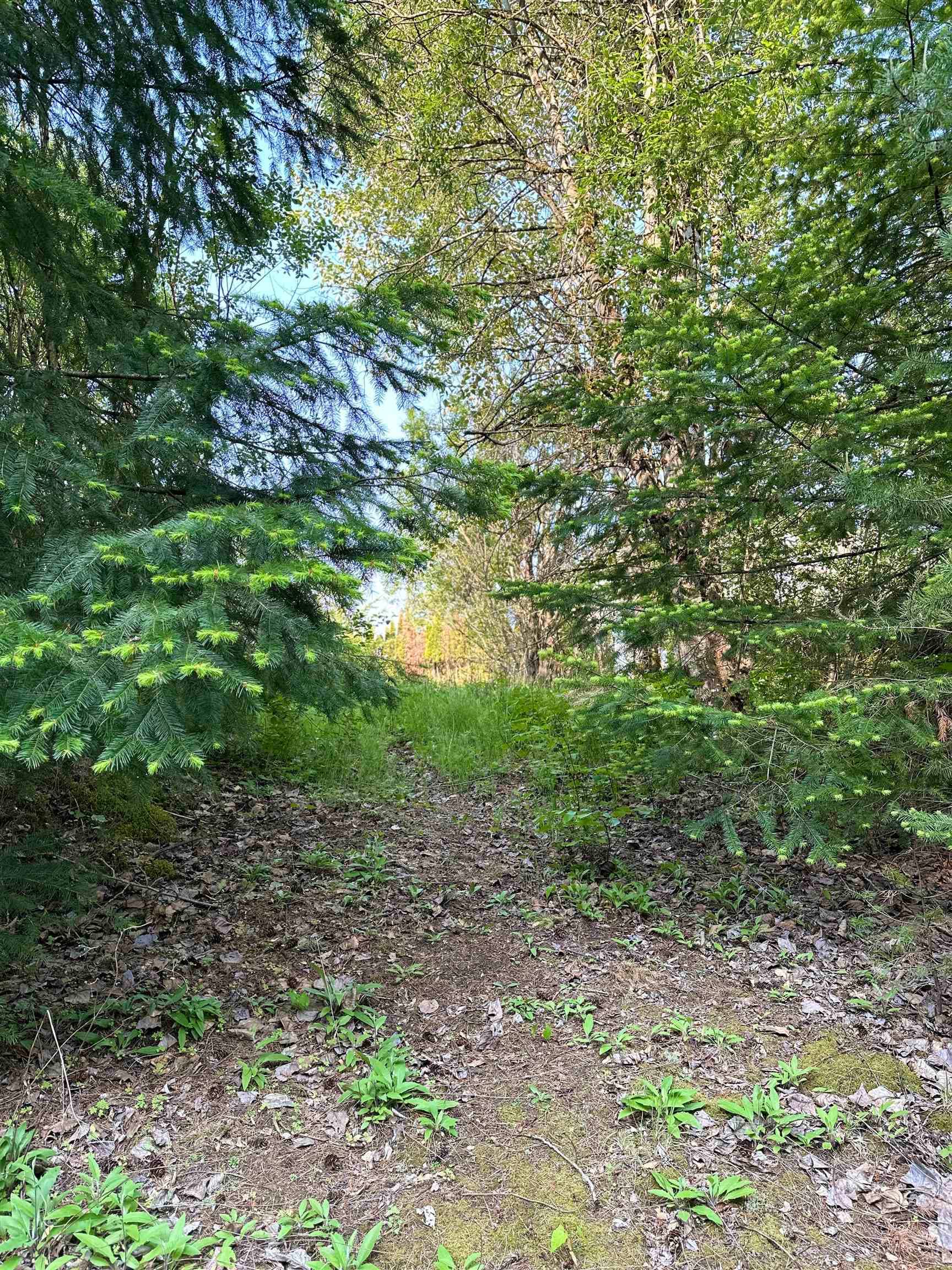 21647 Thacker Mtn Road, Hope, V0X 1L1 — photo 5