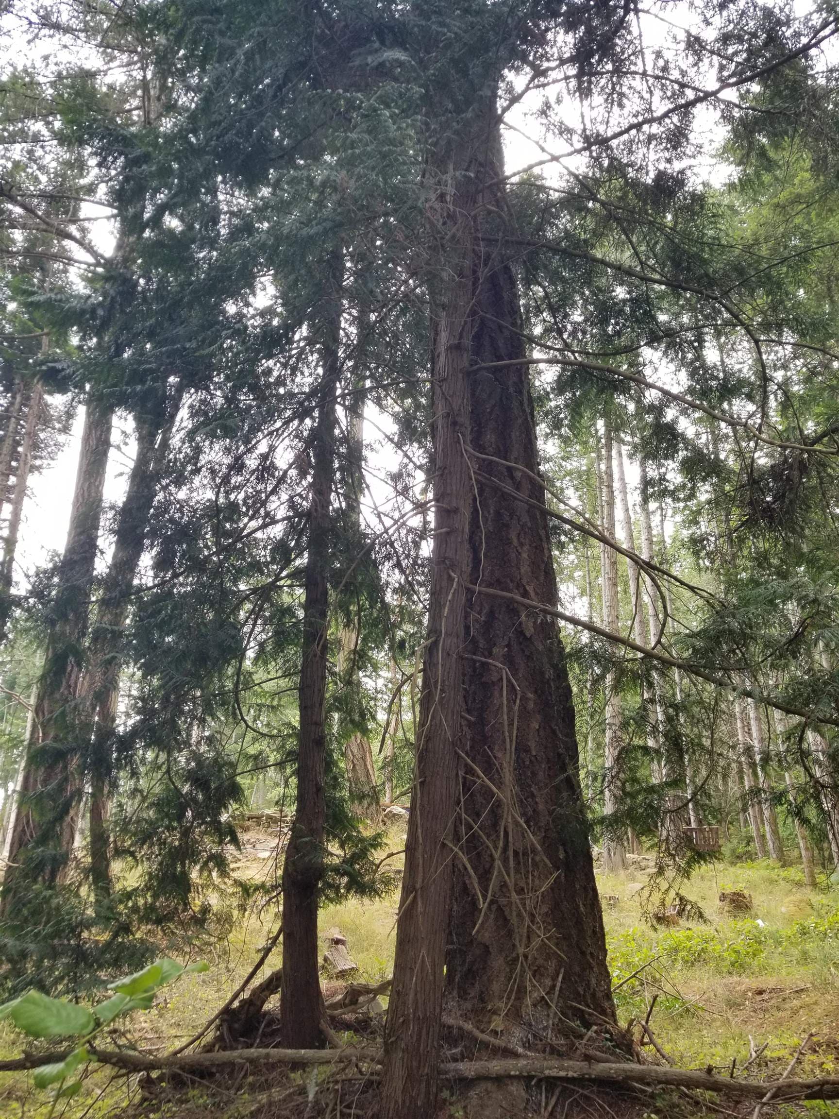 LOT 1 Burrill Road, Galiano Island, V0N 1P0 — photo 2