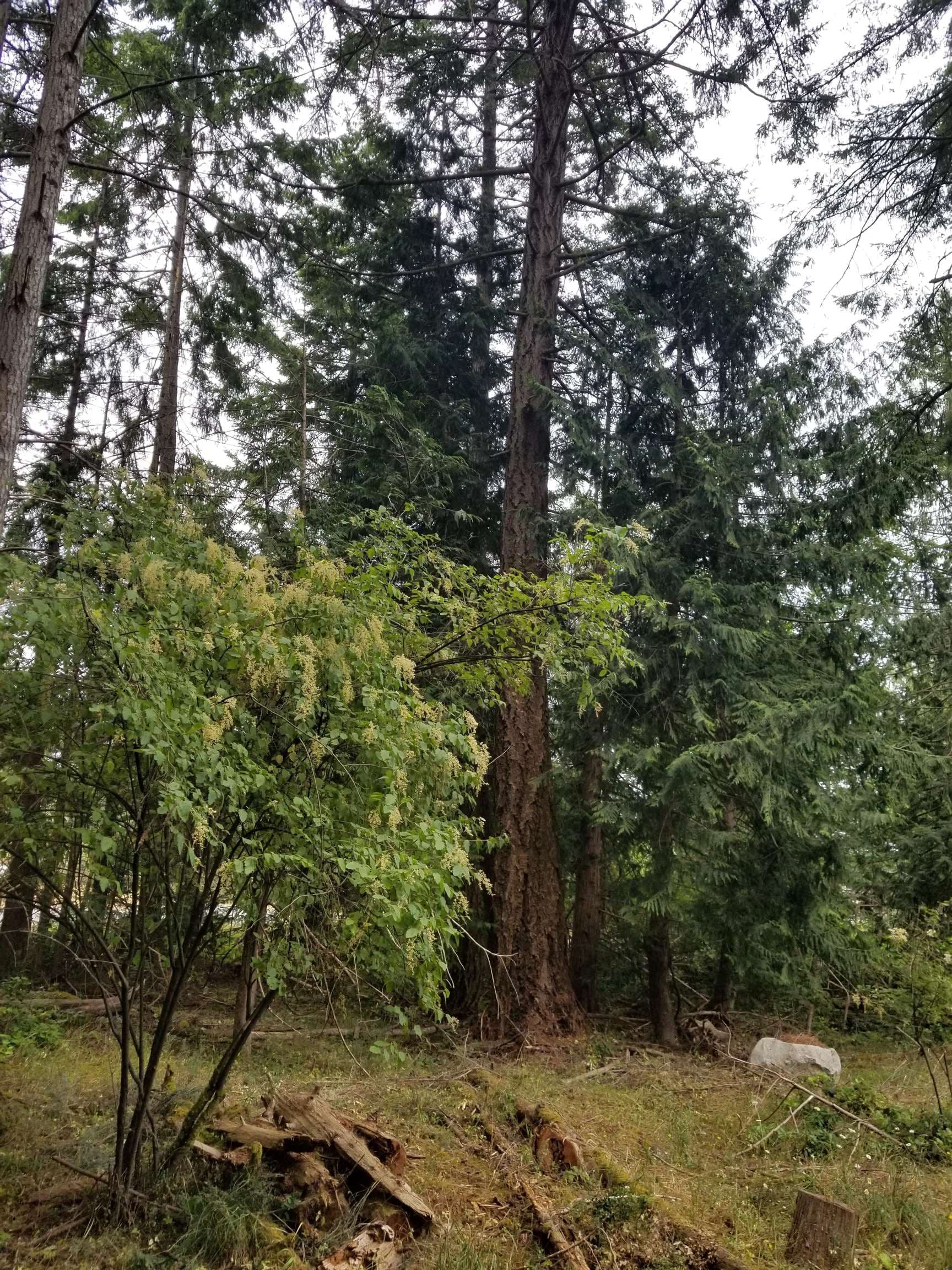 LOT 1 Burrill Road, Galiano Island, V0N 1P0 — photo 3