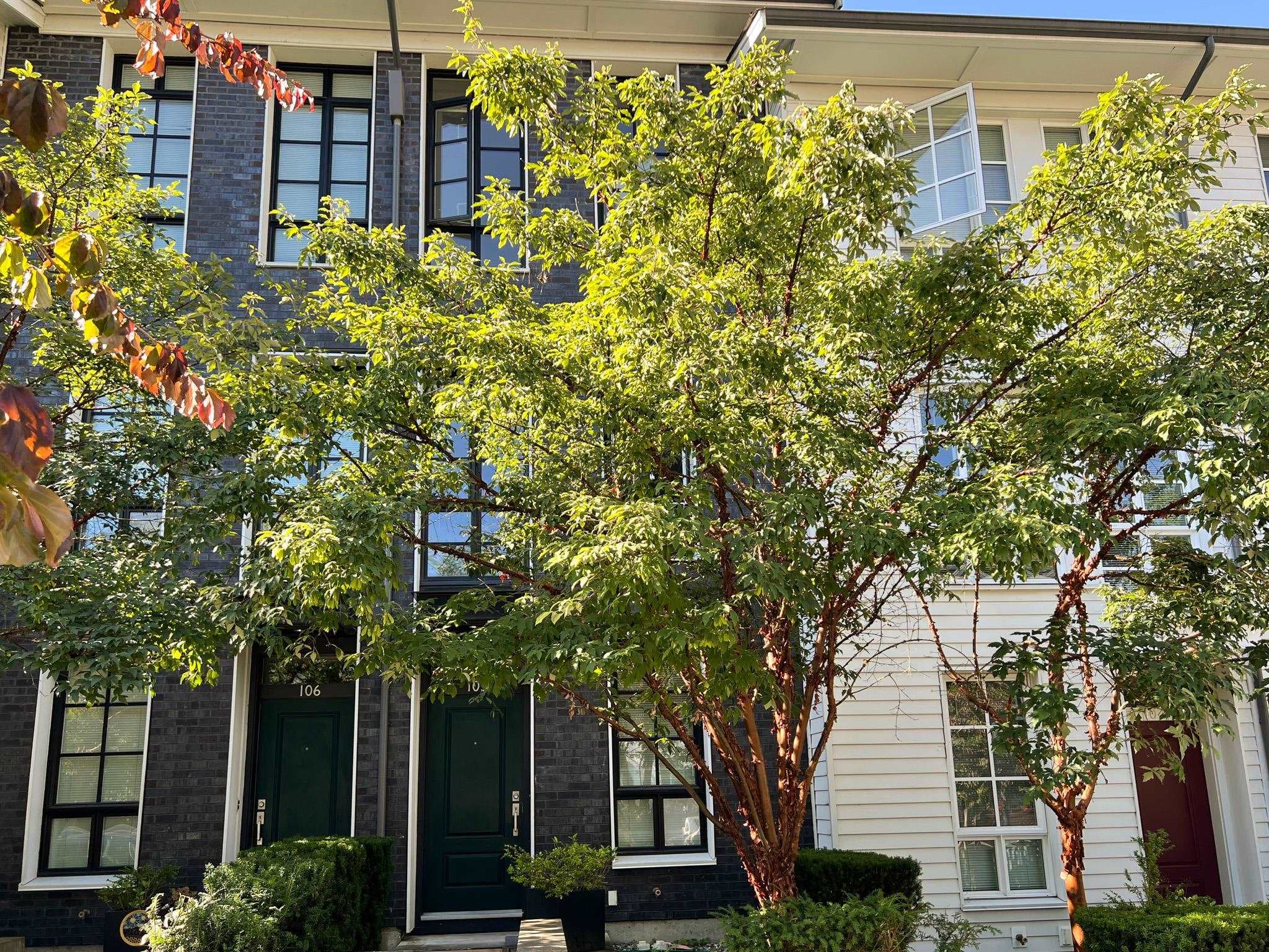 105 - 548 Foster Avenue, Coquitlam