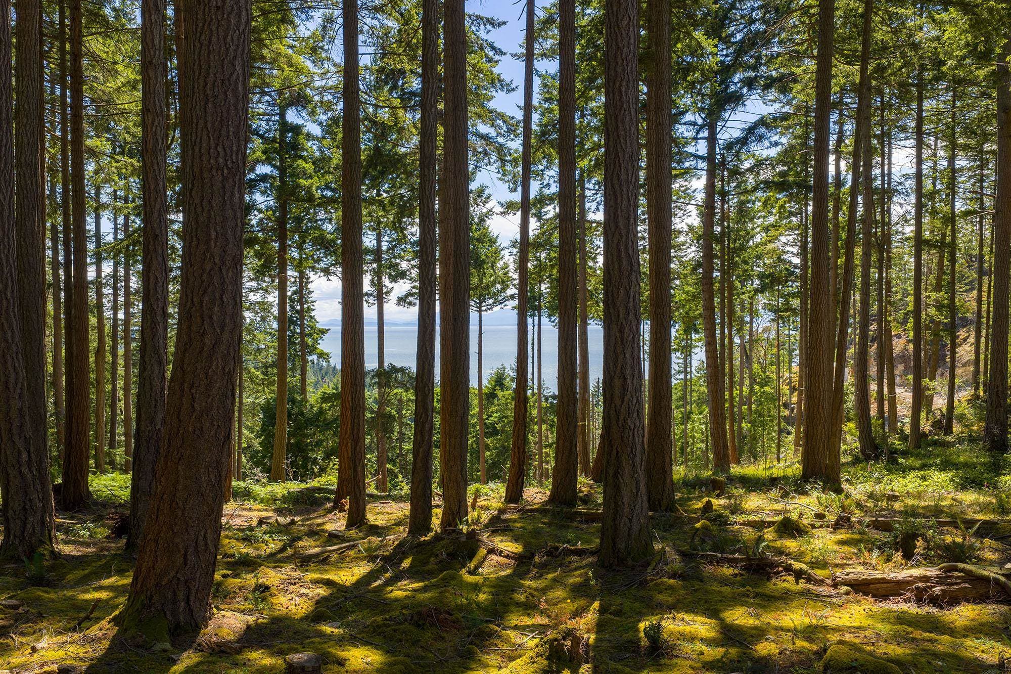 Lot 8 Hayes Road, Bowen Island, V0N 1G2 — photo 2