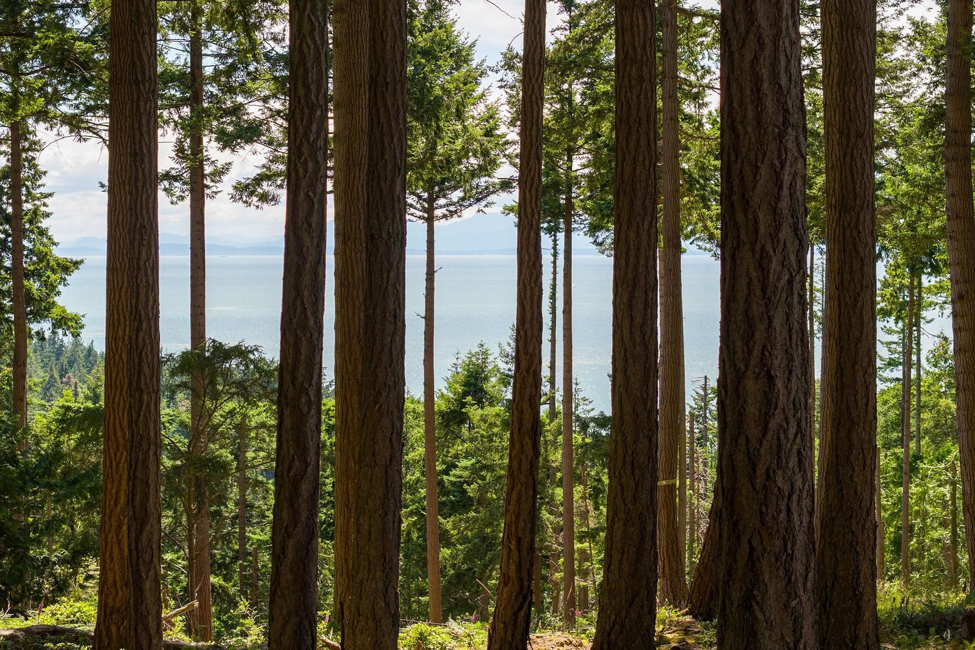 Lot 8 Hayes Road, Bowen Island, V0N 1G2 — photo 3