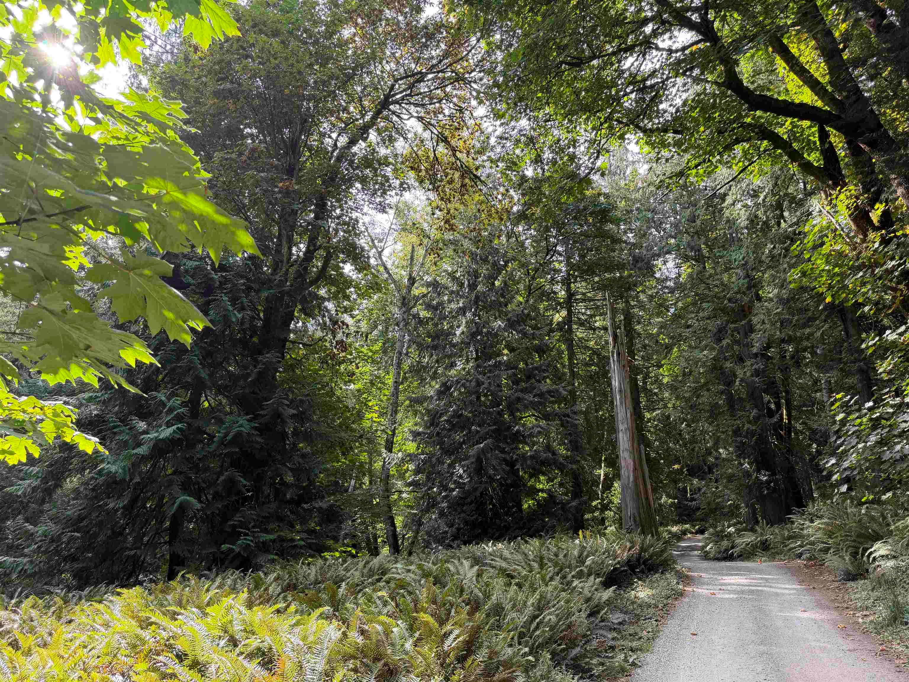 LOT 16 Hairy Elbow Road, Halfmoon Bay, V0N 3A0 — photo 4
