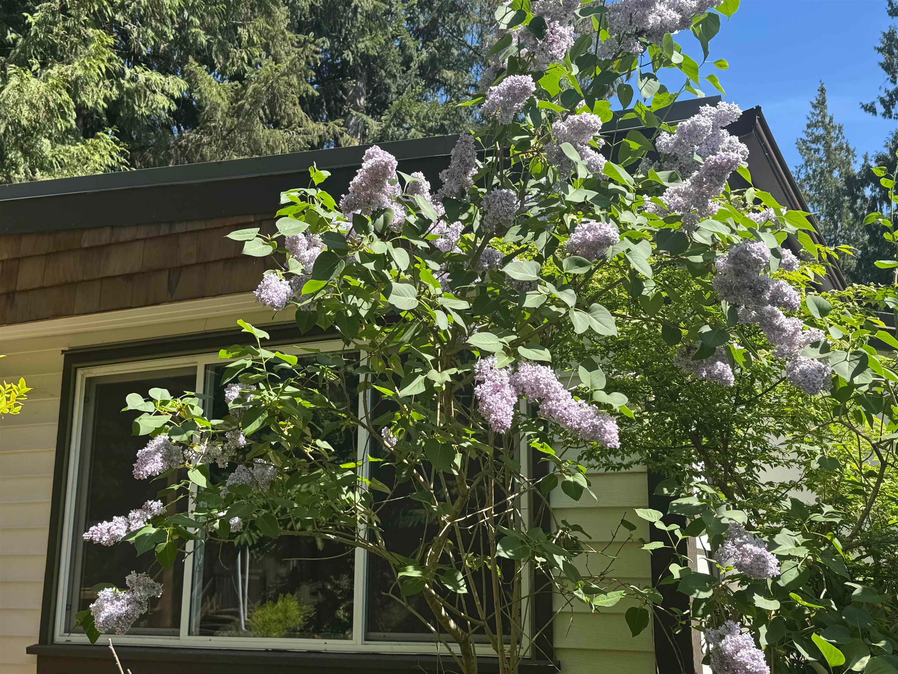 203 - 1830 Mamquam Road, Squamish, V0N 1T0 — photo 5