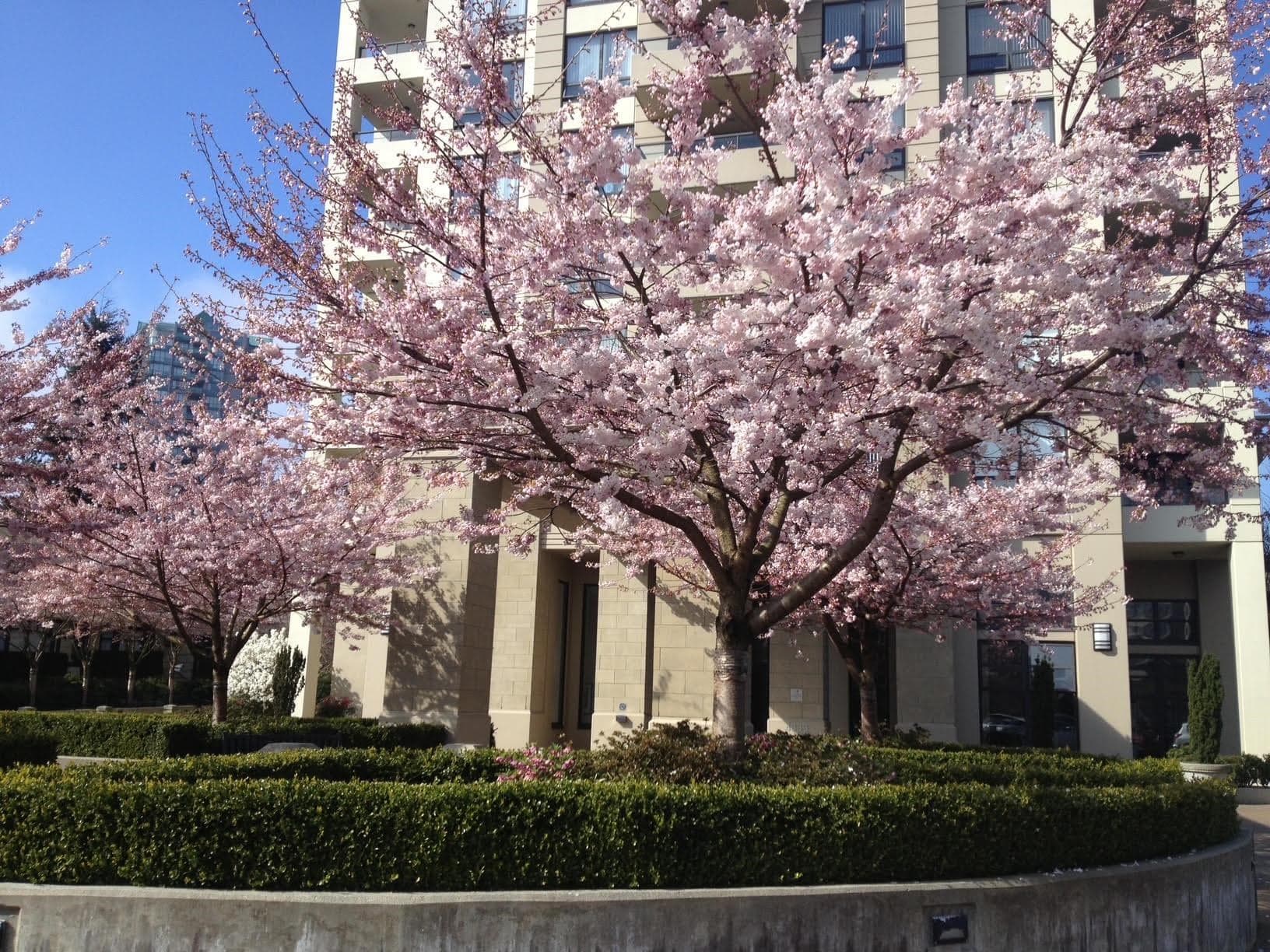307 - 4333 Central Boulevard, Burnaby