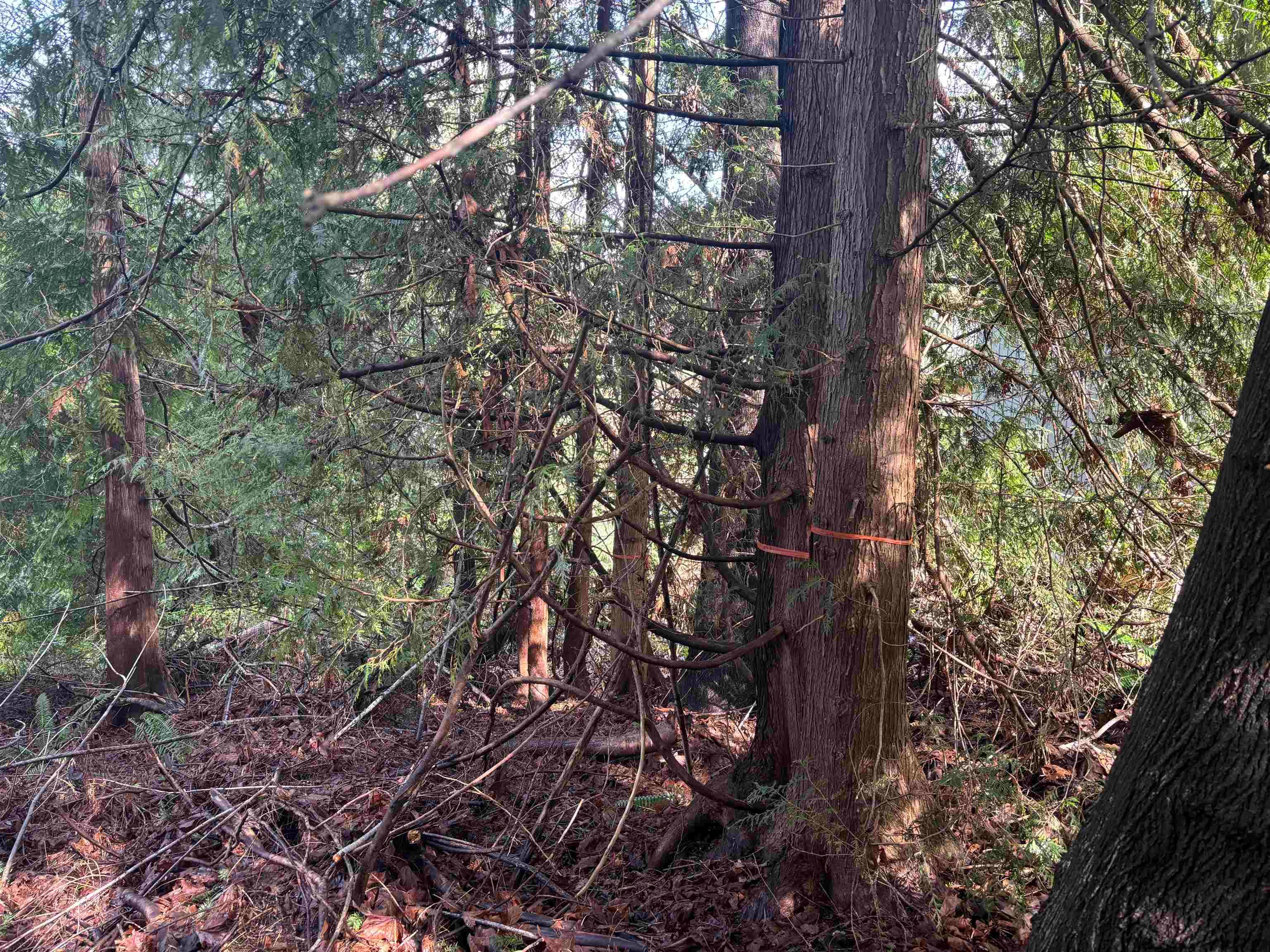 LOT 39 Sandy Hook Road, Sechelt, V0N 3A7 — photo 2