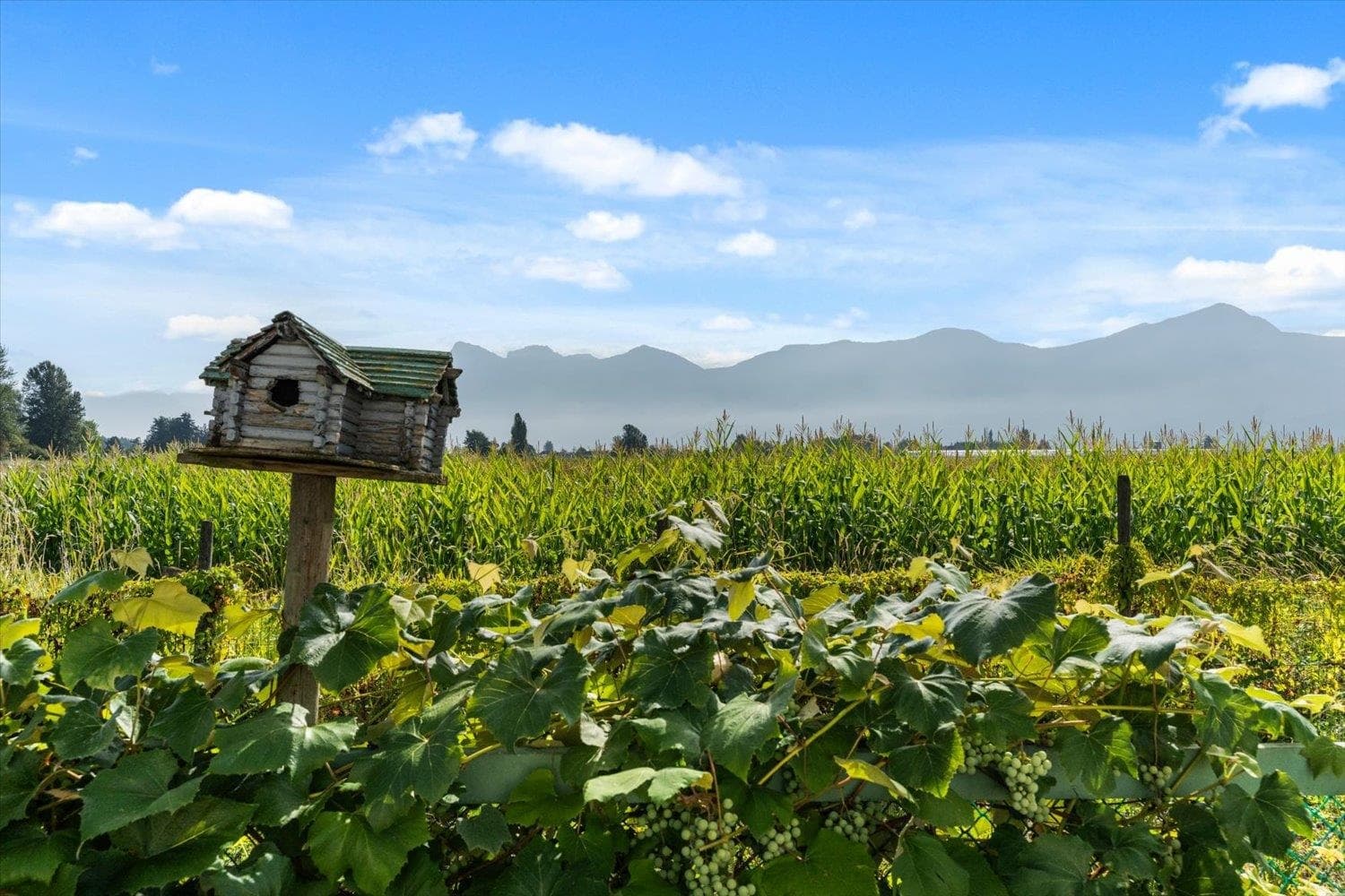 46702 Arbutus Avenue, Chilliwack, V2P 6P4 — photo 1